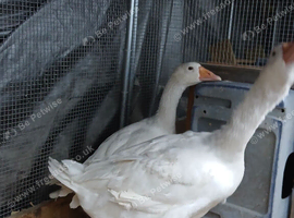 2 x emblem x sizzlepoot geese
