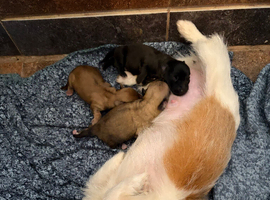 Mix dachshund litter