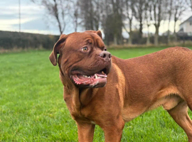 Dogue de bordeaux male