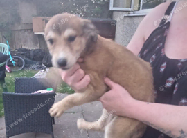 Lurcher pups