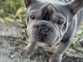 French bulldog