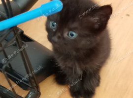 4 cute kittens