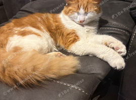 Friendly ginger needs a new home