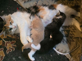Maine coon cross kittens