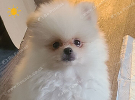 Pomeranian puppies ready now 1 male . 2 females