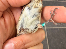 2026 goldfinch gray male