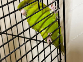 Baby Lineolated Parakeets