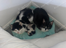 Male and female kittens