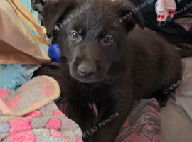 Black German Shepherd Puppies