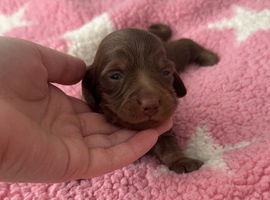 3 female sausage dogs long haired