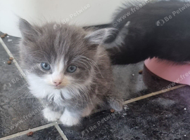 STUNNING RAGDOLL CROSS KITTENS - ABSOLUTELY GORGEOUS!