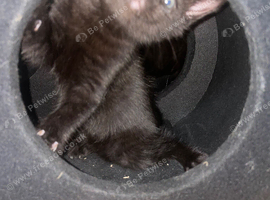Black kittens with Taby patterns with grey