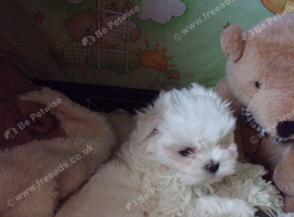 Stunning little Maltese girl puppy