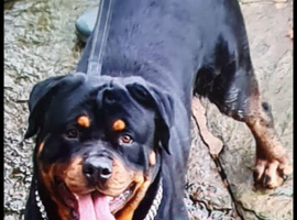 beautiful german rottweiler