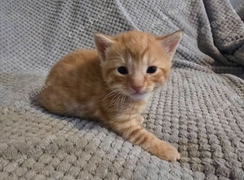 5 beautiful kittens