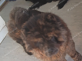 Chocolate merl minature chow chow male