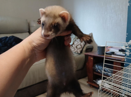 Ferret kits