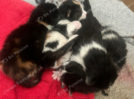 4 stunning kittens ready to go September