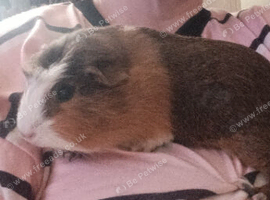 Female guinea pigs