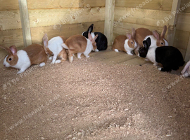 Baby Dutch rabbits for sale