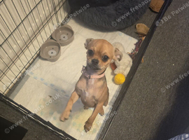 Chihuahua girl