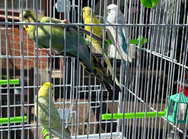 Budgies for sale