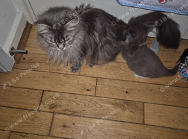 Maincoon x bsh