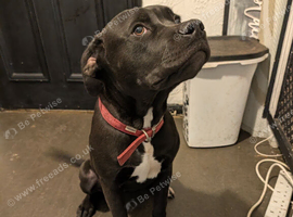 Cane corso