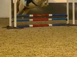 Arab x saddlebred