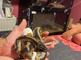 Male special pied bold