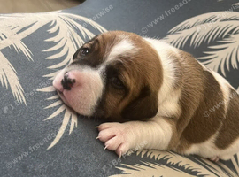 Jack Russell puppies. 2 girls.