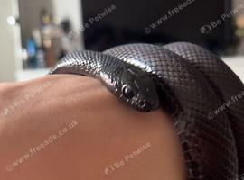 Black Mexican king snake