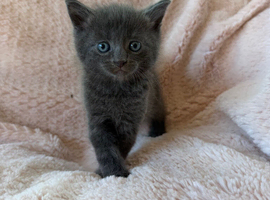Beautiful kittens For Sale