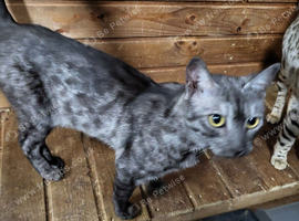 Bengal for sale Peterborough