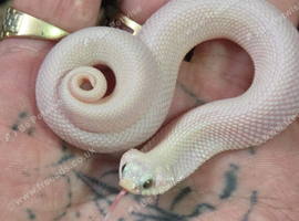 2026 leucustic hognose