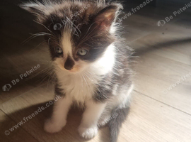 All still available 14/09/2026 Price reduction###Bengal x Norwegian Forrest kittens