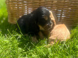 Show type, cocker, spaniel puppies