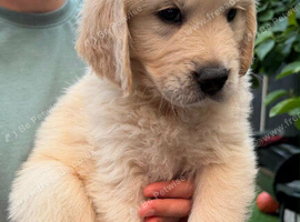 Last puppy American Line Golden Retriever