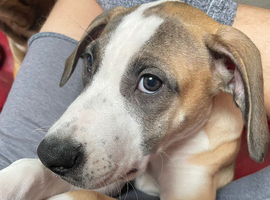 Last of a litter Mastiff Lurcher