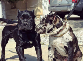 Cane Corso puppy ready