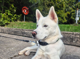 Beautiful siberian husky