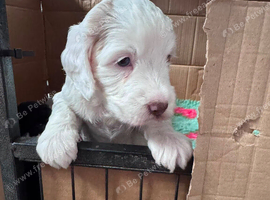 Cockapoo puppies