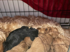 Cavapoo