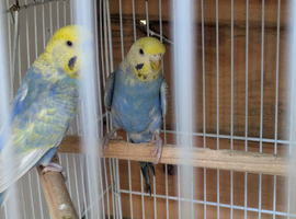 Pair rainbow