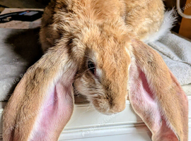 English lop female