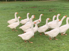One female Embden goose