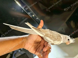 Hand reared Baby cockatiels available