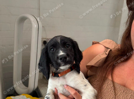 English springer spaniel puppies ready 17/07