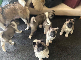 9 week old akita puppies
