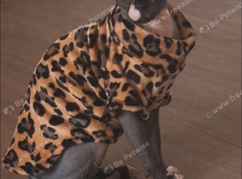 Dobby the Sphynx